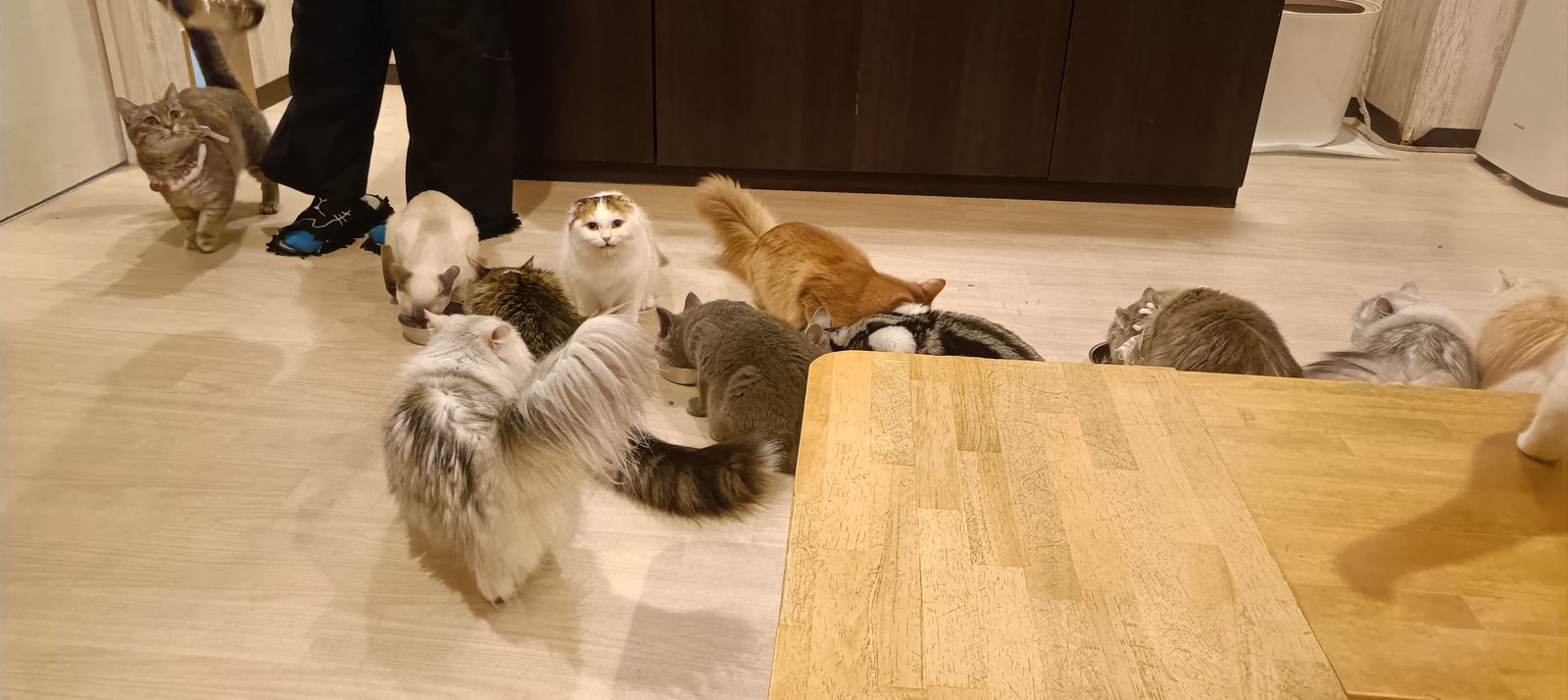 床で猫たちが器に向かって並んでいる
