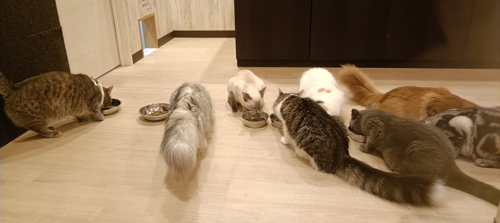 一列に並んで食事をする猫たち
