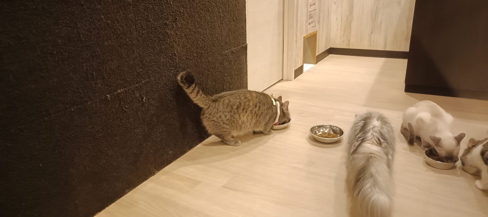 壁際を歩く猫と、奥で食事をする猫