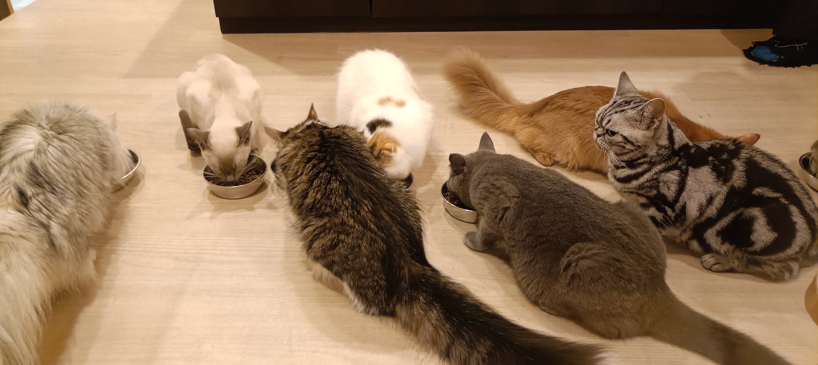 器の前に横一列に並んだ猫たち