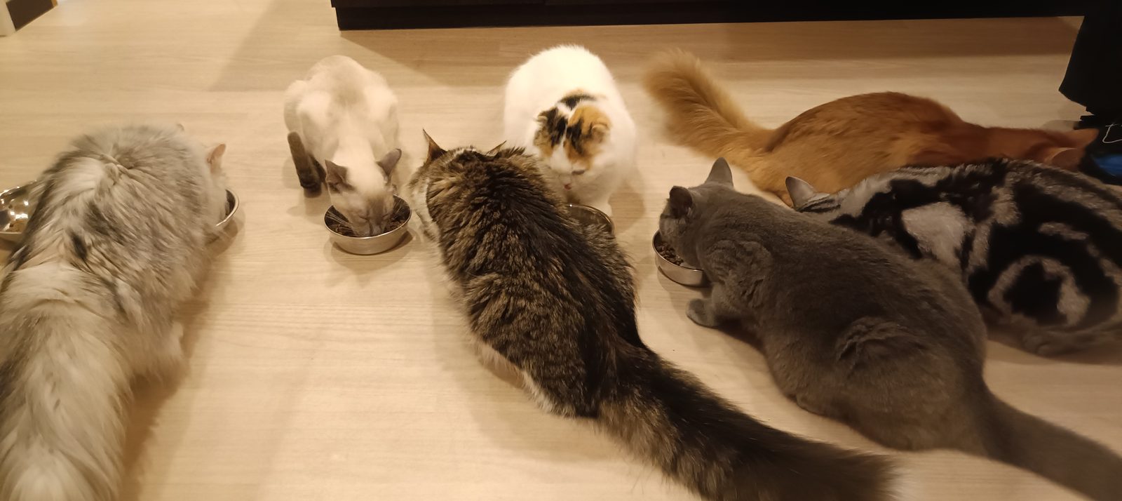 長毛の猫が器に顔を入れている