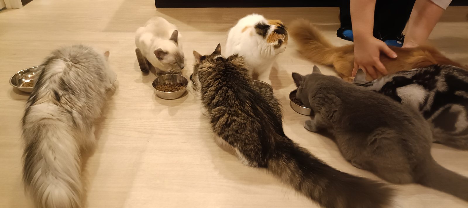 猫の背中に手を伸ばしている様子