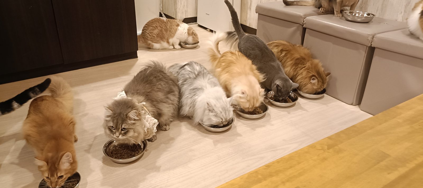 座席のそばで食事をする猫たち