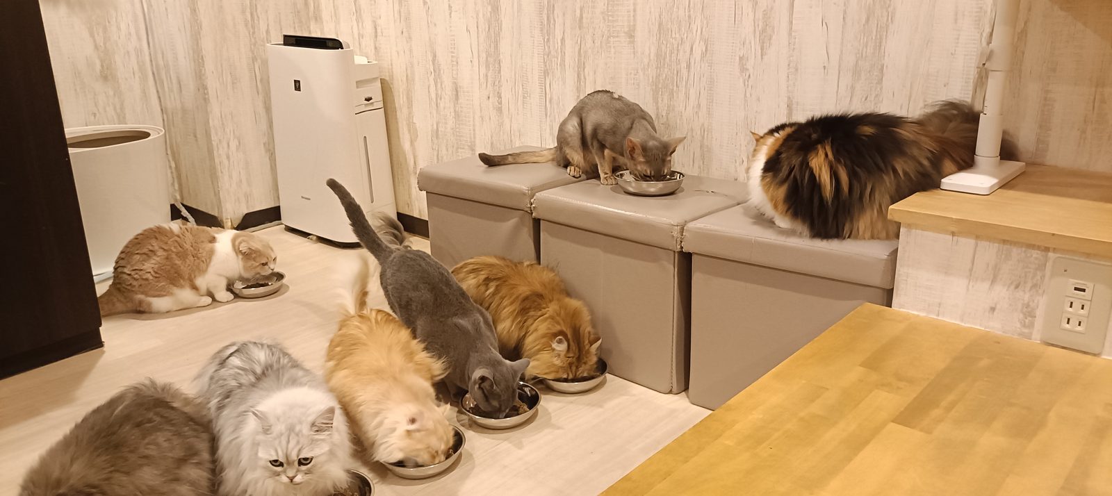 空気清浄機のそばで食事をする猫たち