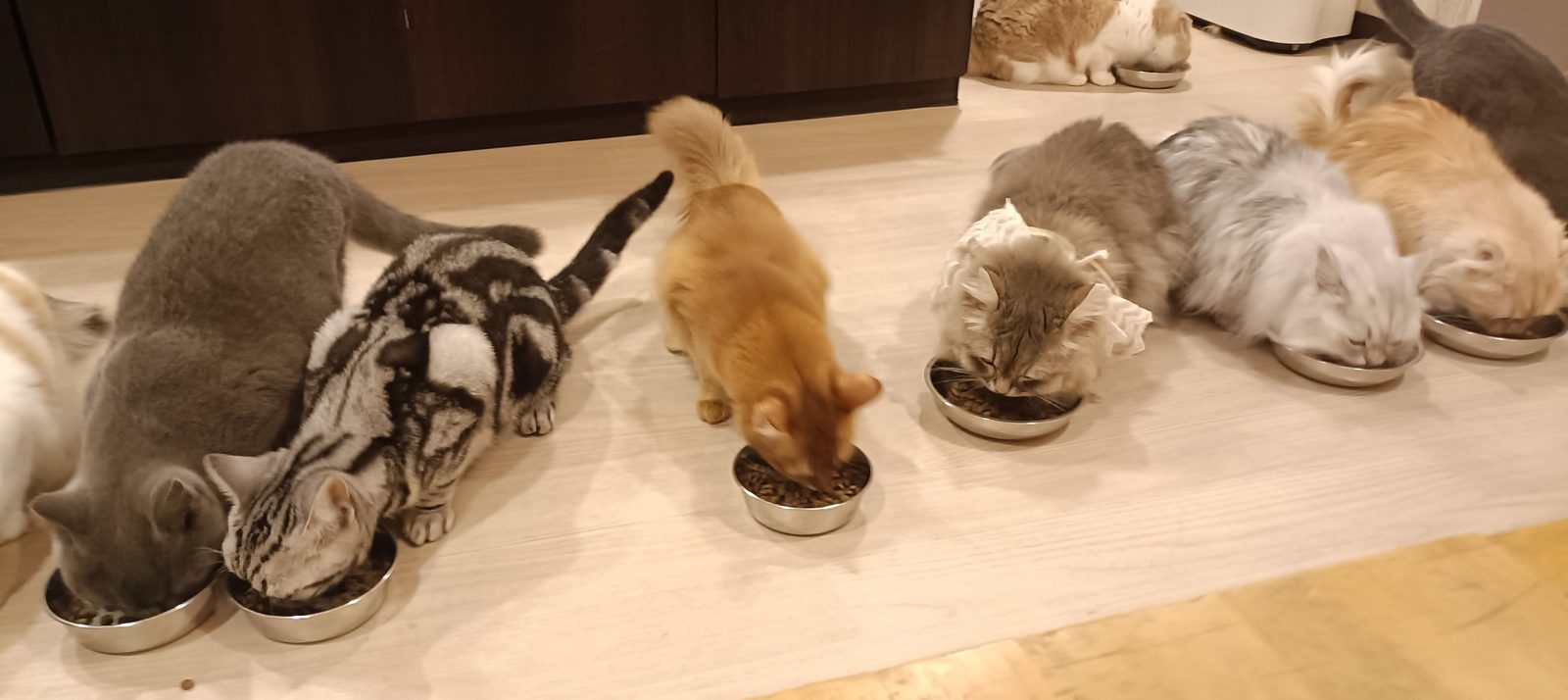 床に並んだ器と、周りに集まった猫たち