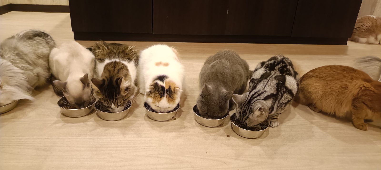 器に向かって並ぶ猫たちを正面から見た様子