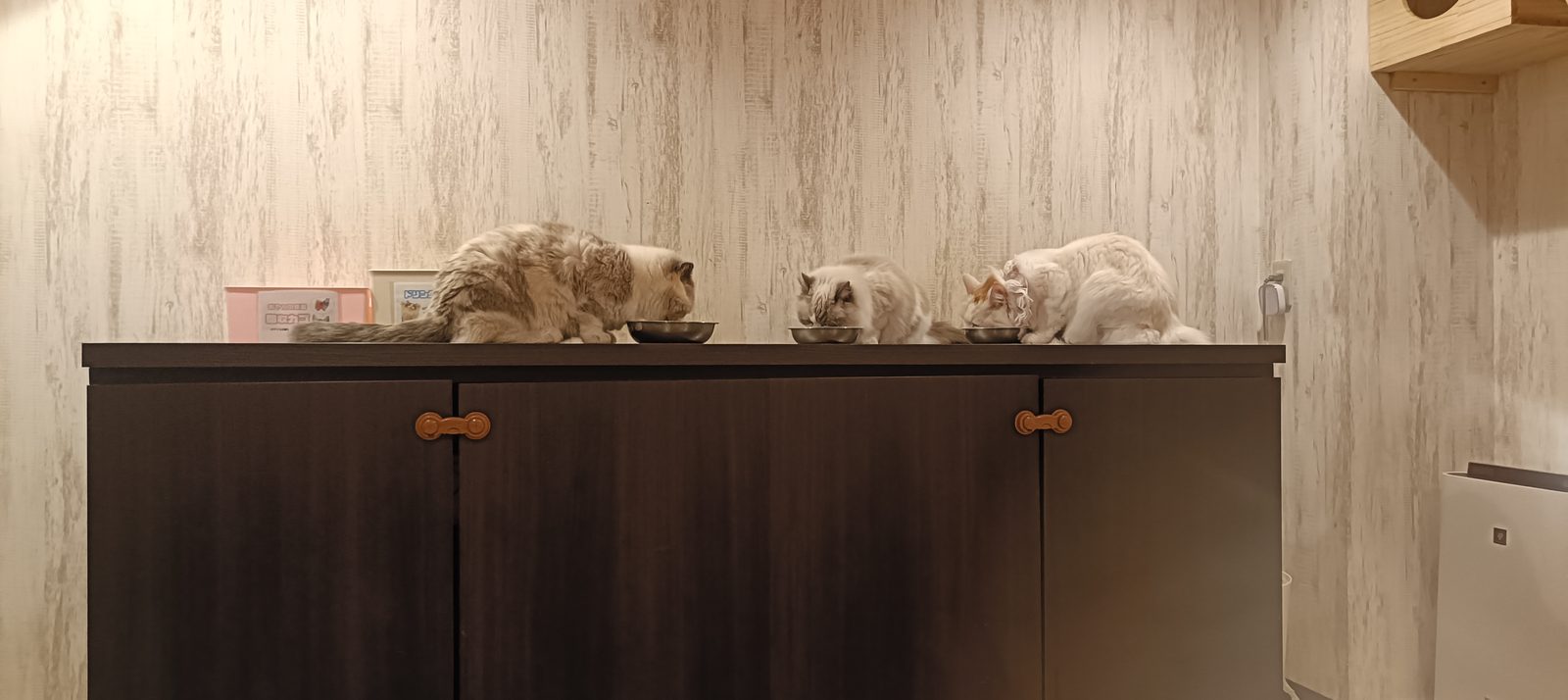 棚の上でくつろぐ猫たち